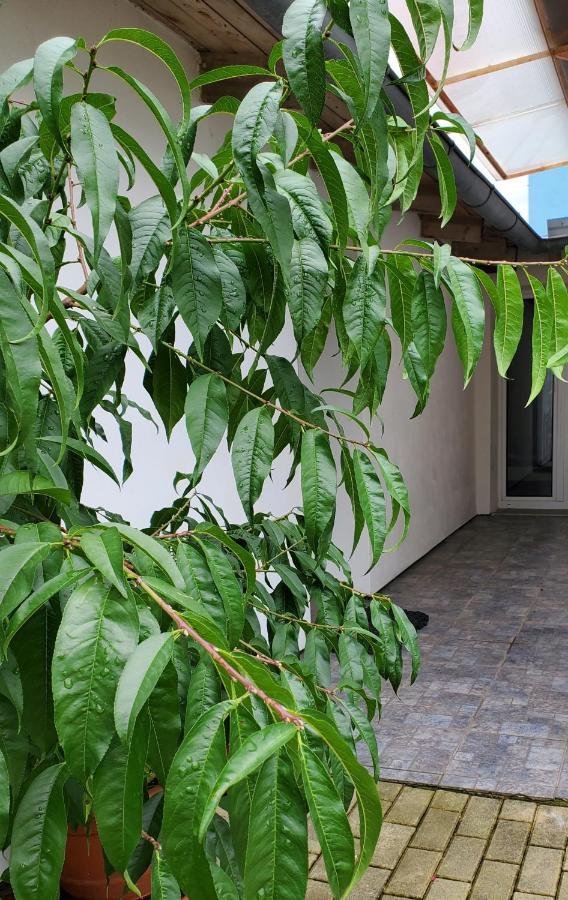 Ferienwohnung Apartman Stary Liskovec Brünn Exterior foto